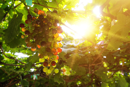 Vineyards at sunset in autumn harvest. Ripe grapes in thailandの写真素材
