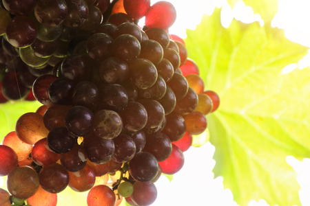 Vineyards at sunset in autumn harvest. Ripe grapes in thailandの写真素材