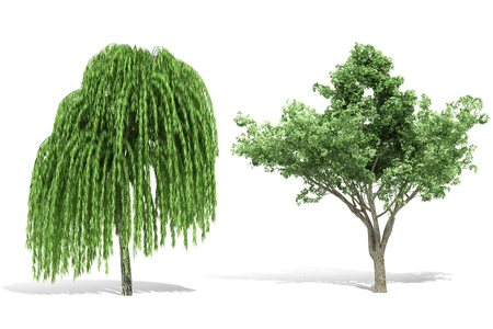 3d tree render on white backgroundの写真素材