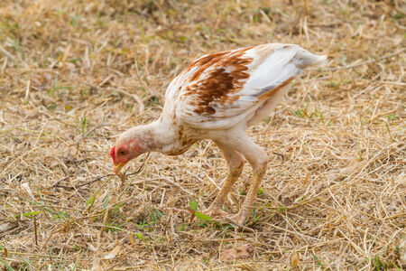 white hen searching for food on an open country fieldの写真素材