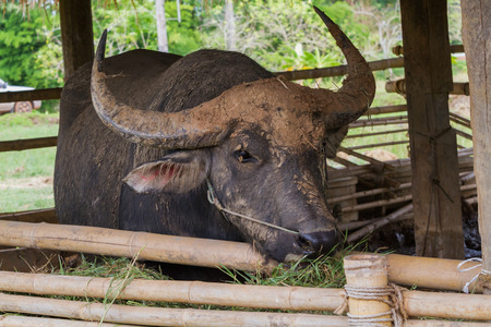 Buffalo eating grass in farm animals.の写真素材
