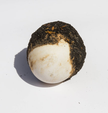 Salted Egg are plastered with black soil.の写真素材