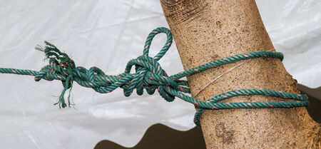 Knot the rope attached to the tree.の写真素材