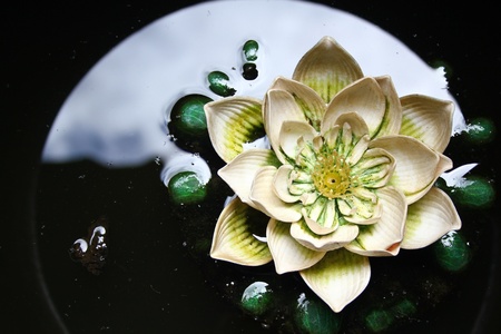 Plastic flowers on shiny waterの写真素材