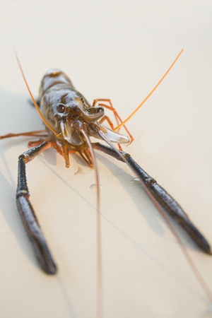 Fresh shrimpの写真素材