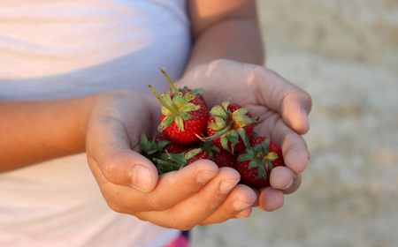 Strawberry in handの写真素材