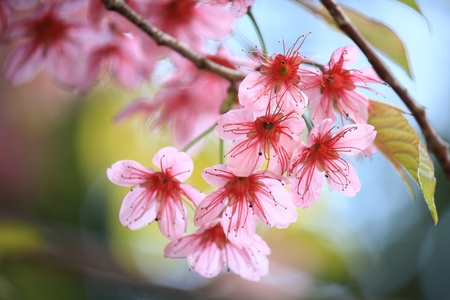pink flower sakura in thailand