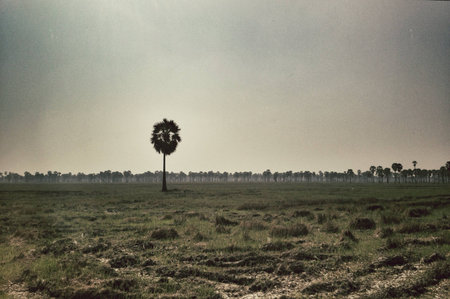 Asian palm tree stand alone in the field with hundred of palm tree behindの素材