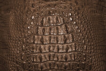  Freshwater crocodile bone skin texture background  の写真素材
