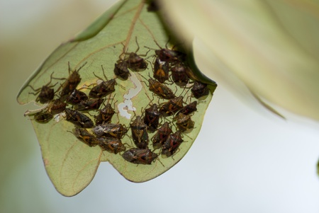 bug under leaf
