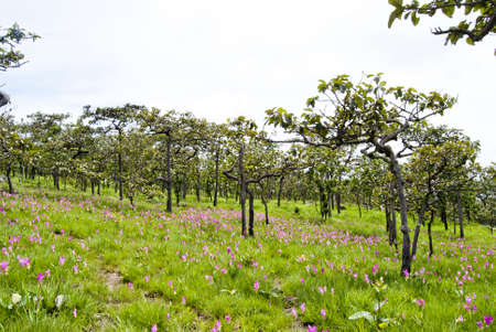 Siam Tulip beautiful の写真素材