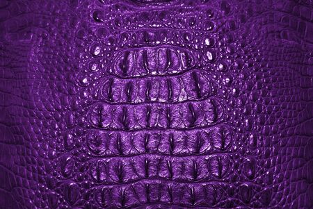  Freshwater crocodile bone skin texture background  の写真素材