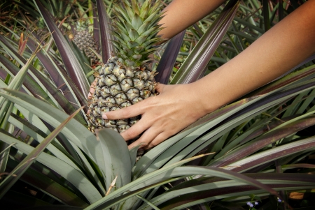 Pineapple, tropical fruit of the Northeast Thailand  の写真素材
