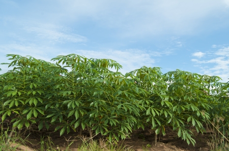 Cassava or manioc plant field in thailand  の写真素材