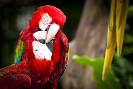 macaw parrots in nature の写真素材