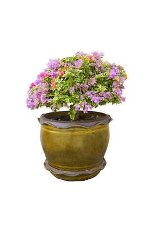plant in a pot isolated on white background の写真素材