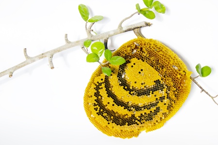 bee and honeycomb on white backgroundの写真素材