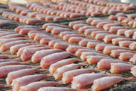 Drying fish at the beachの写真素材