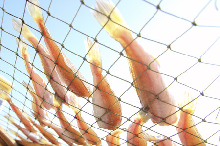 Drying fish at the beachの写真素材