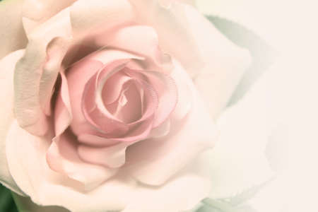 soft focus of beautiful flowers with color filtersの写真素材