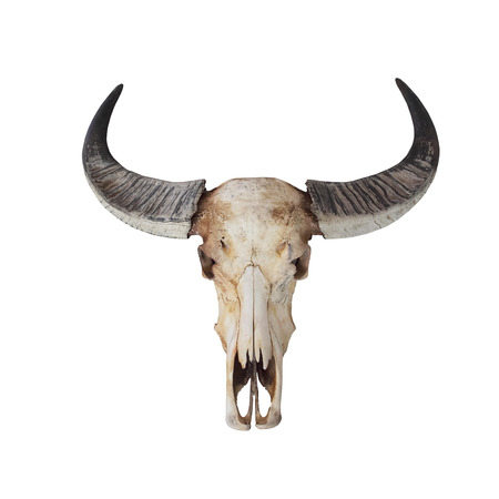 Cow skull with horns on whiteの写真素材
