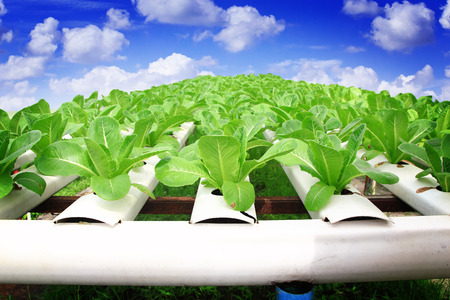 Hydroponics method of growing plants using mineral nutrient solutions, in water, without soil. Close up planting hand Hydroponics plantの写真素材