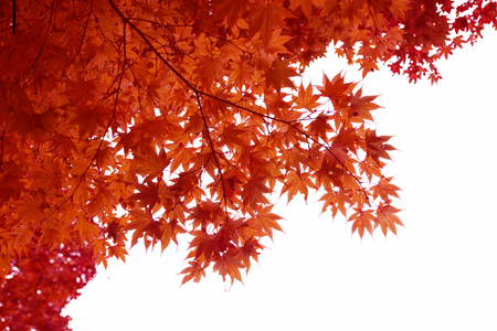 Japanese Red Autumn maple tree leaves (Acer palmatum) Isolated on white background