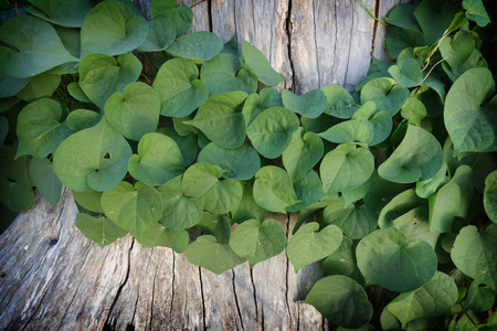 green grass and leaf plant over wood fence backgroundの写真素材