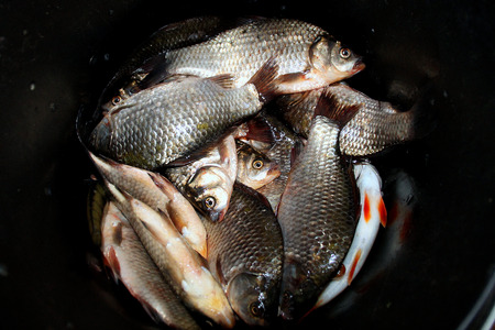 Catch of few fishes in bucketの写真素材