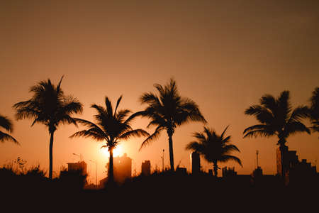 Silhouette of palm trees and  houses in the setting sunの写真素材
