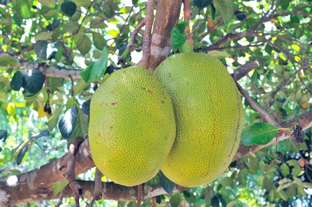 Jackfruit.の写真素材