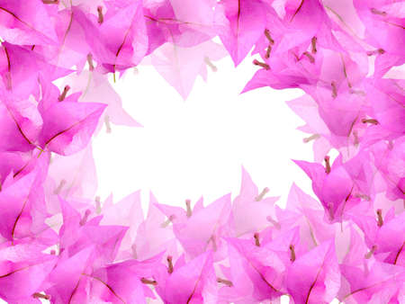 beautiful pink  flower の写真素材