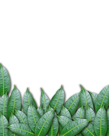 panoramic Green leaves on white backgroundの写真素材