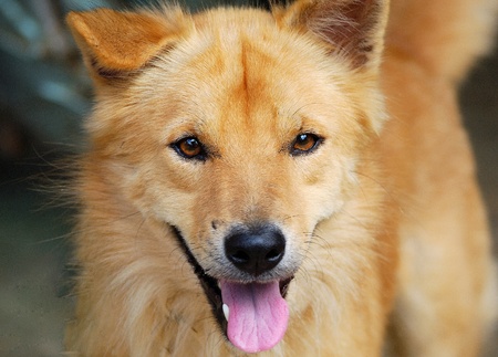 Local dog.の写真素材