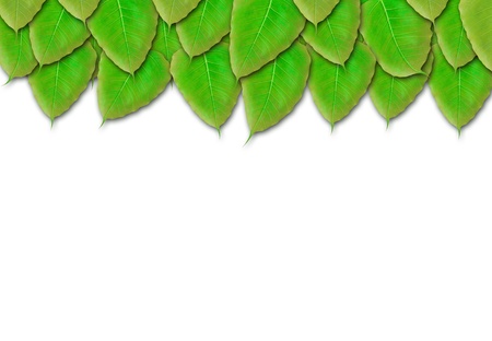 panoramic Green leaves on white backgroundの写真素材