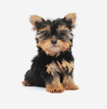Yorkshire Terrier (2 months) in front of a white background の写真素材