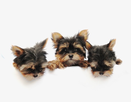 Yorkshire Terrier (2 months) in front of a white background の写真素材