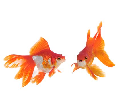 gold fish isolated on whiteの写真素材