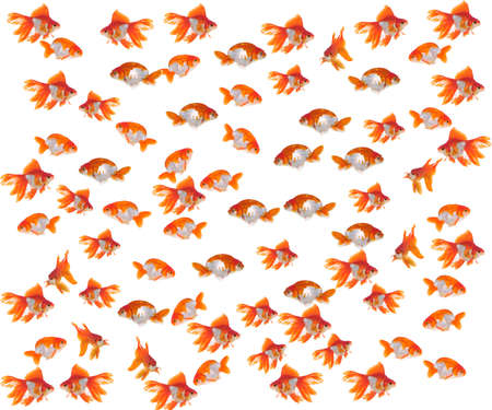 Goldfish in front of a white background の写真素材
