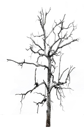 Single old and dead tree with white parrots on the branches isolated on white background の写真素材