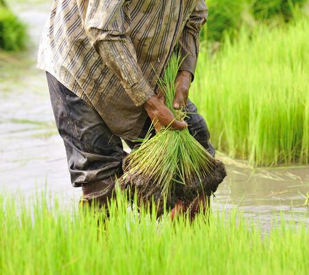 Rice farmers in the handの写真素材