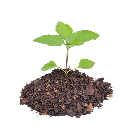 plant tree white background の写真素材