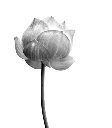 Lotus flower in black and white isolated on white background.の写真素材