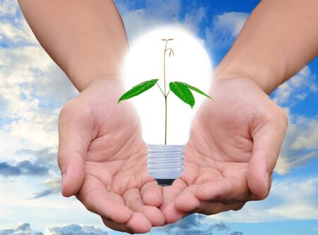 Light bulb in hand (green tree growing in a bulb) の写真素材