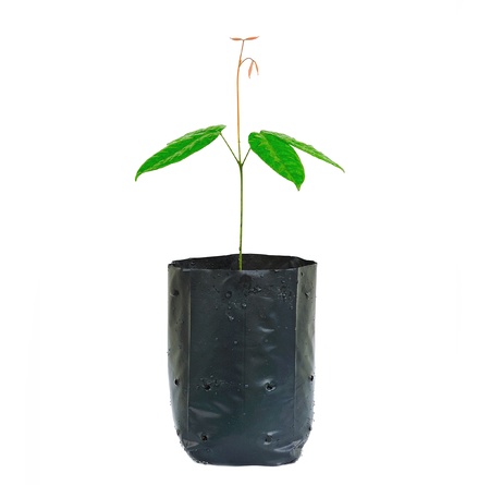Little plant in a black pot . Isolated on white background.の写真素材