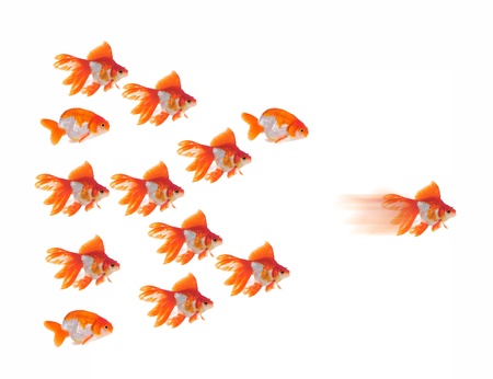 goldfish leader on white background, unique and diffrent business concept 