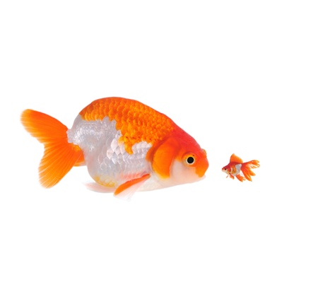 large and small goldfish showing different competitionの写真素材