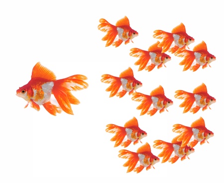 large and small goldfish showing different competition の写真素材