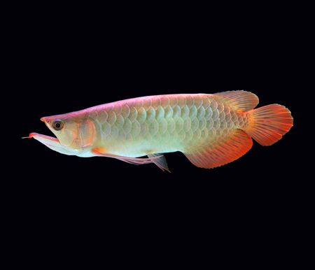 Red-tailed golden arowana isolated on black background. の写真素材