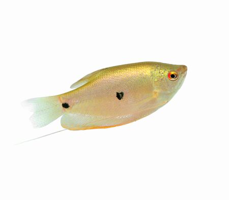 Fish isolated on white background の写真素材